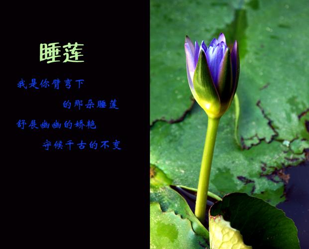 标题:睡莲花语