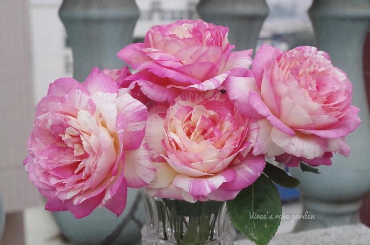 马克夏加尔(marc chagall)法国月季