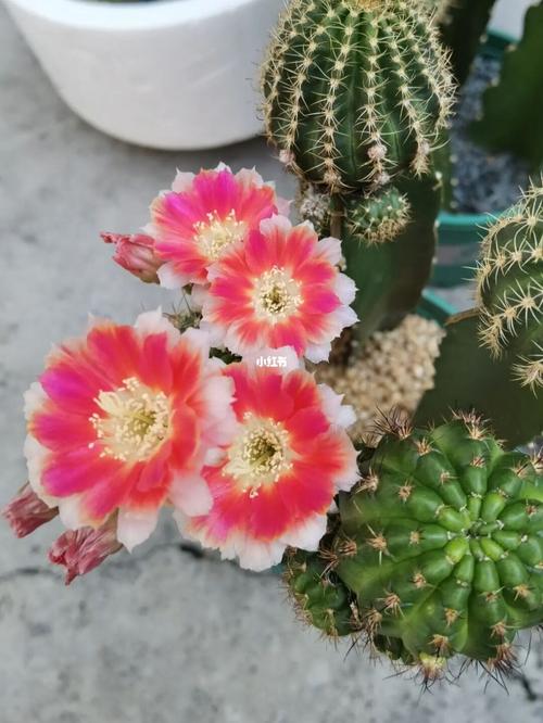 又是让人大爱的丽花品种!#仙人球