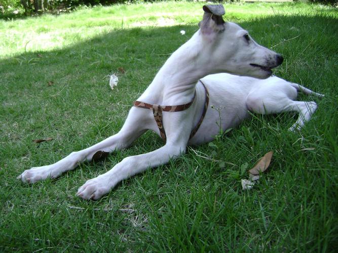  p>小灵犬(也称为惠比特犬),一种小型英国灵提犬(一种身细腿长的猎犬)