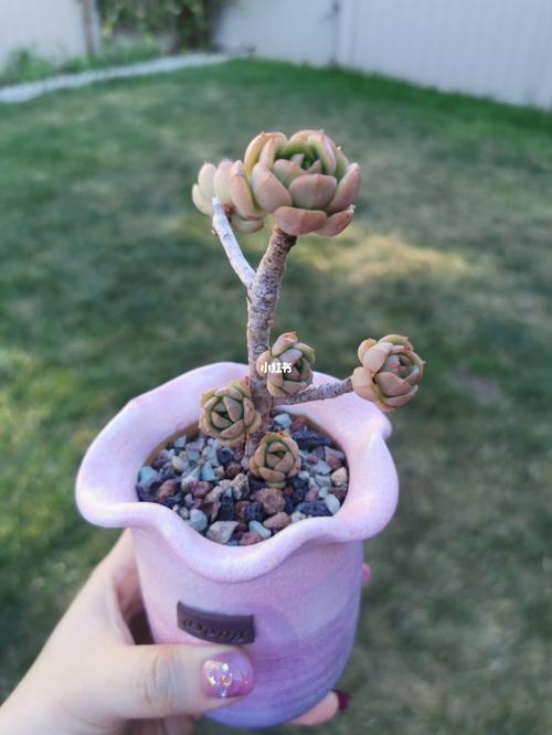 艾格尼斯玫瑰开始褪色了05_多肉植物_艾格怎么样_多肉控_家居家装