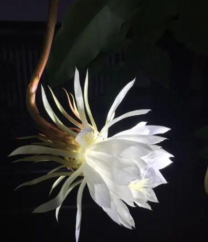 诗词鉴赏昙花一现为韦陀古诗词里的昙花