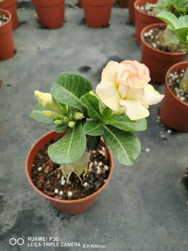 沙漠玫瑰部分花色图