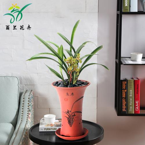 翁兰花卉忆香四季建兰荷瓣浓香香型花期长兰花卉