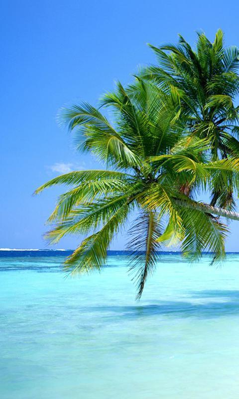 手机壁纸 >                 风景 >                 海面上椰树