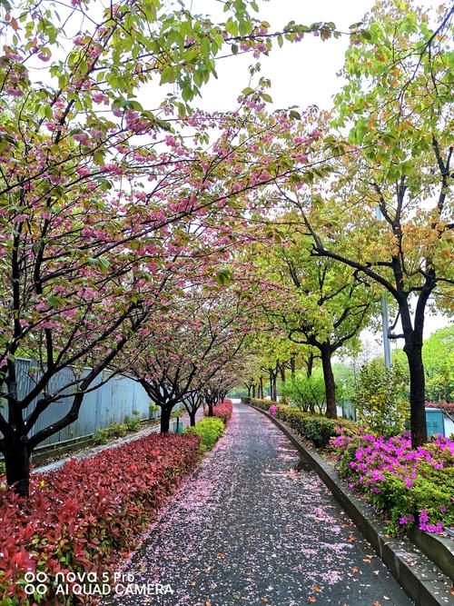 雨滴在樱花上,风吹落花瓣,路上一层粉色.樱花树下,聆听雨声,风声.
