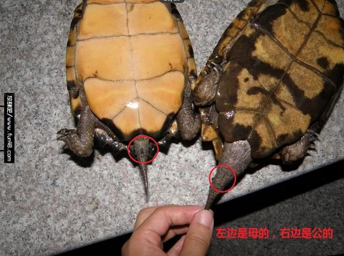 乌龟怎么分辨公母?