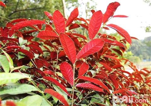 红背桂花的品种简介