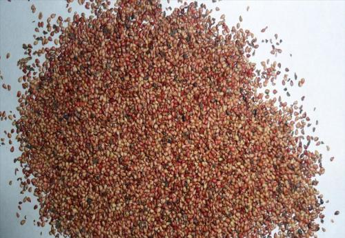 草莓种子是什么样子的