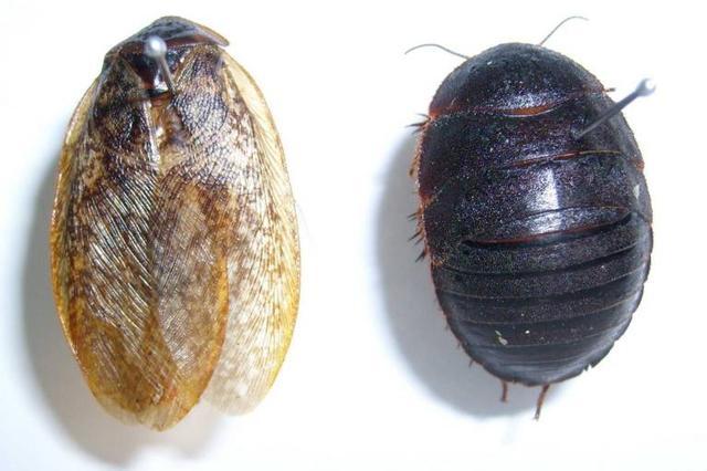 形容人土鳖是什么意思土鳖和土豪的区别