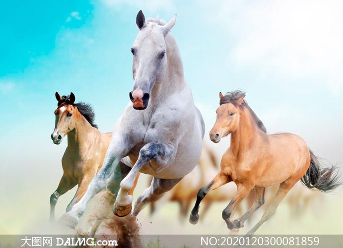 蓝天下奔跑的马群高清摄影图片_大图网图片素材