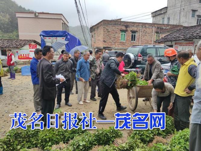 高州大坡镇: 党建引领促发展 特色产业助振兴