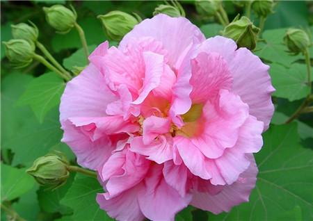 芙蓉花图片欣赏