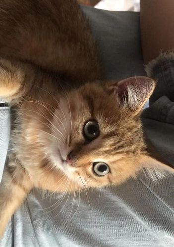 23:49:15 好可爱的猫猫～好可爱的猫猫～鄢非鱼 赶快养一只,跟猫咪一