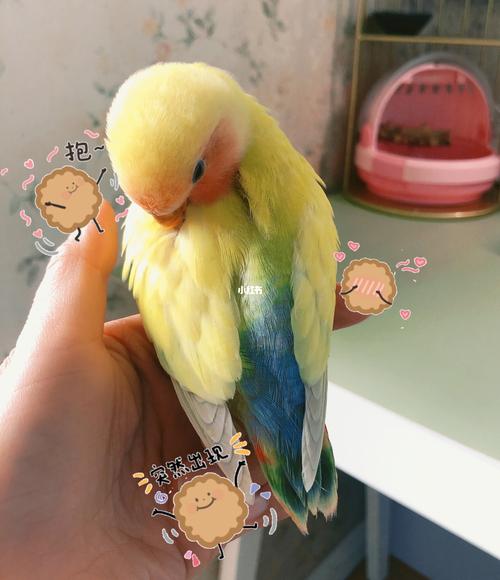 我的牡丹鹦鹉"芒果"_鹦鹉_牡丹_芒果_黄桃_手绘_牡丹鹦鹉_宠物_宠物