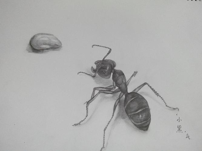 蚂蚁牙黑|插画|创作习作|白胡子大叔 - 原创作品