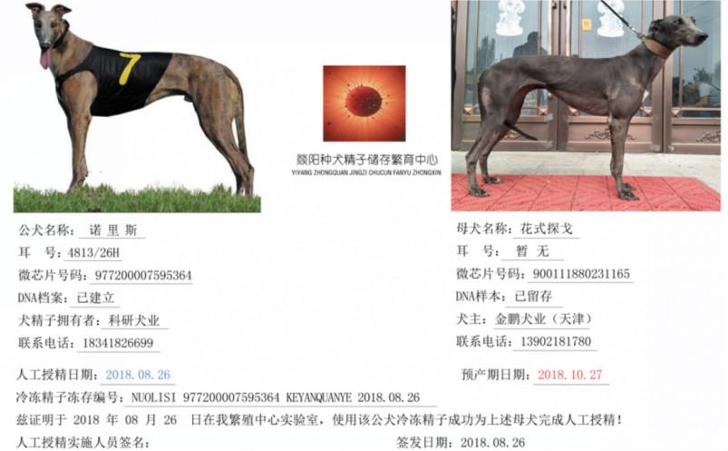 犬业的格力犬种母花式探戈使用科研犬业的格力犬种公诺里斯人工授精