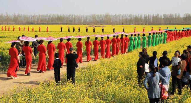 走进大运河故城万亩花海,感受美丽春色