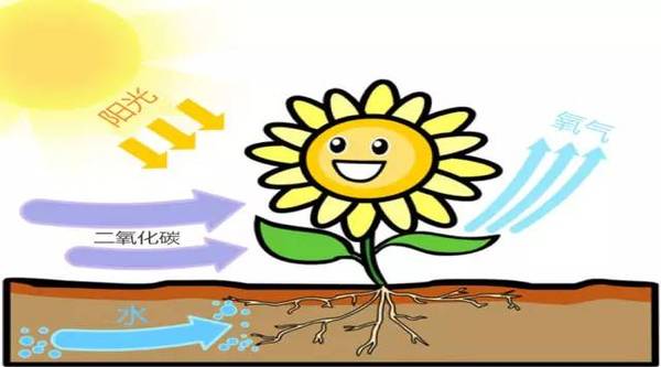 还记得当年学过的光合作用吗?