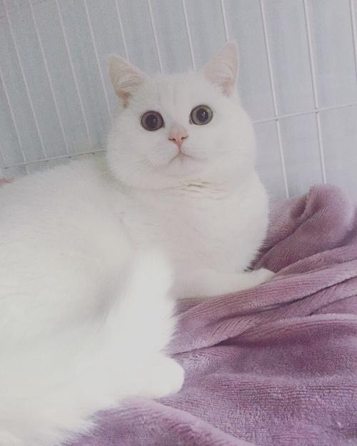 纯白英短大头猫咪