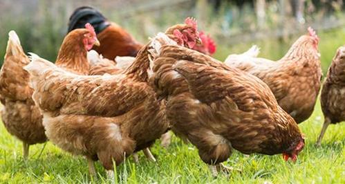 湘黄鸡生长周期?