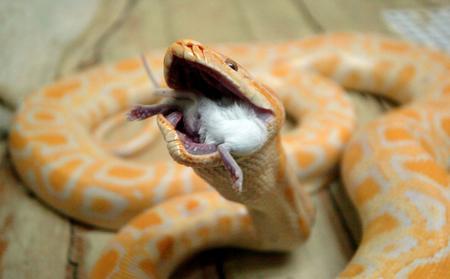 金蟒吞食白鼠过程[图]