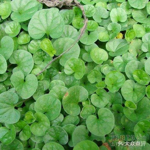 雷公根有哪些功效作用?