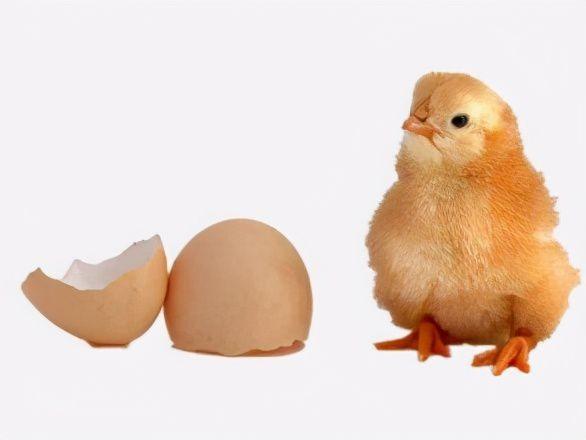 熟蛋返生能孵小鸡奇葩论文侮辱谁的智商作者学生有特殊能力