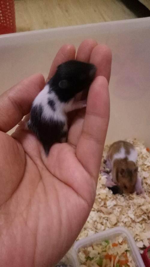 已经十天了,爸爸是金丝熊,妈妈是虎纹熊,祖辈是眼圈熊和奶牛熊,生出来