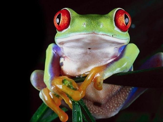 href="#" data-lemmaid="35489">青蛙 /a>,同时也是毒性最强的物种之