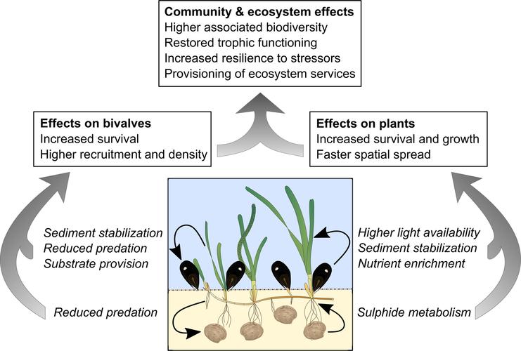 facilitating foundation species: the potential for plant–