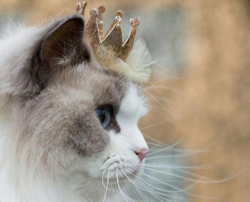 猫咪被当公主养 是个不折不扣的模特拥有近9万名粉丝