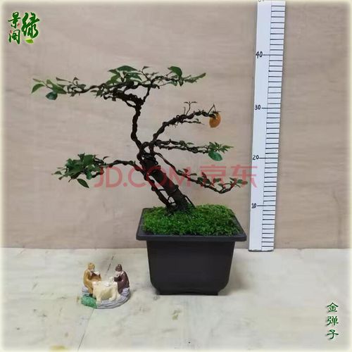 1绿植花卉盆景四川造型挂果植物老熟桩庭院金弹子树桩