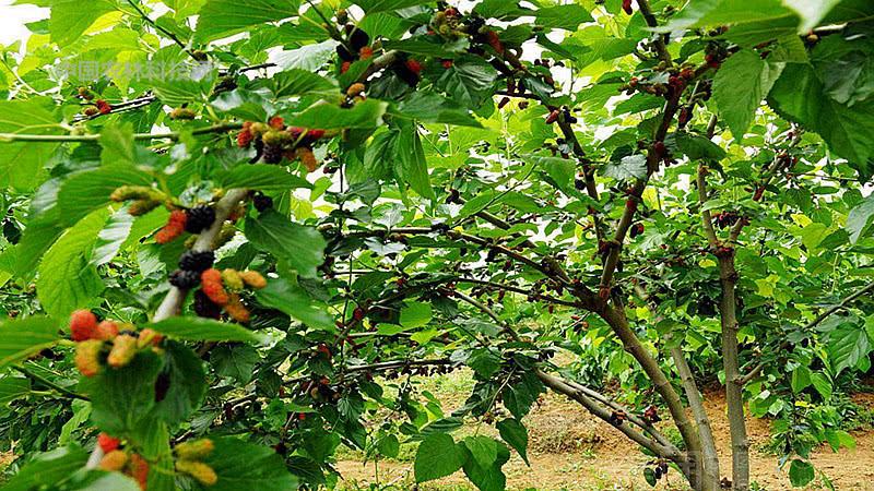 桑树浑身都是宝,一棵桑树到底有多少用途?来,了解一下