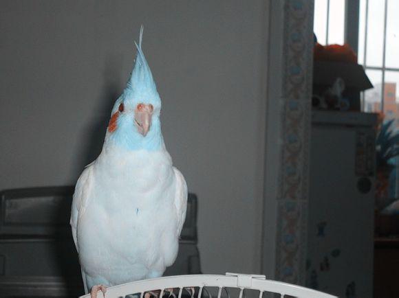 有蓝色的玄凤鹦鹉吗?像这张