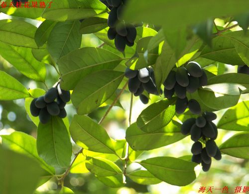 春天桂花果熟了