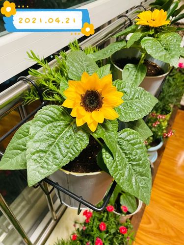 矮生向日葵从种子到开花