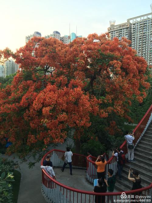 凤凰花高攀海印桥