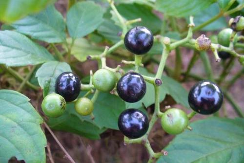 农村一种"野葡萄",据说有毒,多少年来众说纷纭,答案来了