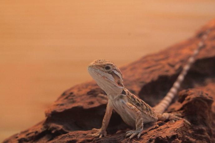 家养蜥蜴--几只小玩意