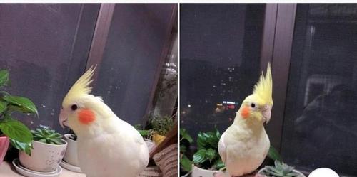 不过玄凤鹦鹉体质较弱.黄化更