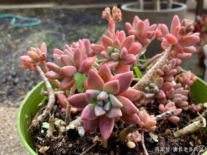 多肉秋丽养徒长了怎么办?夏天可以直接扔到外面去暴晒