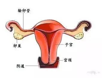 女人子宫有多脏?磷脂大豆来帮忙!