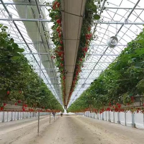 铝板立体种植槽 无土栽培草莓立体种植槽 草莓栽种容器 椰糠基质