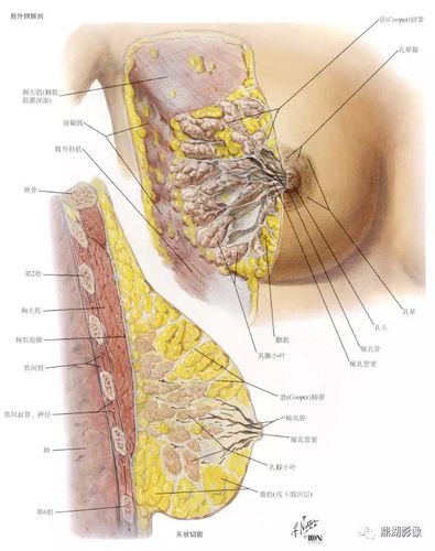 乳房与其他部位的最大不同之处在于其完全由软组织构成,包括乳腺