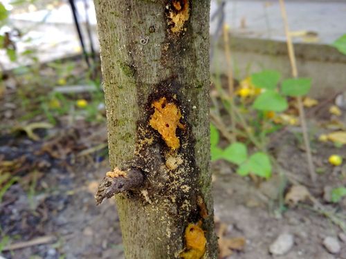 无花果树病了,怎么治,果实还能吃吗?