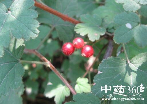 茶藨子科的营养价值及功效