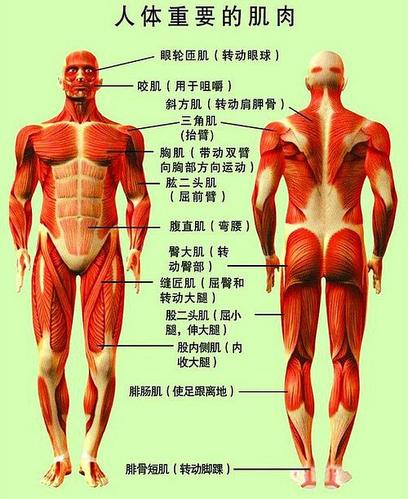 人体重要的肌肉