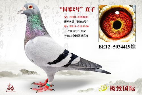 "国家2号"直子_极致国际_ ag188.com爱鸽商城_中国