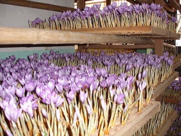 藏红花科学种植管理技术